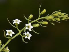 inflorescence(s)