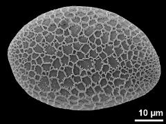 proximal polar view