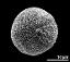 hydrated pollen grain