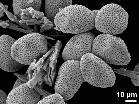 dry pollen