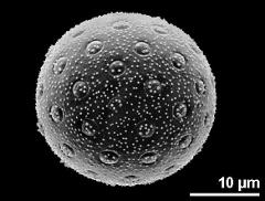 hydrated pollen grain