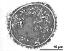 pollen grain in cross section