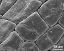 hydrated tetrads (forming massula)