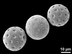 hydrated pollen grains