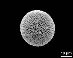 hydrated pollen grain