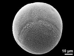 hydrated pollen grain