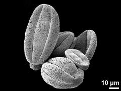 dry pollen grains