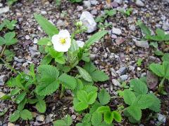 habitus,flower(s)