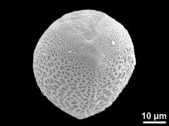 hydrated pollen,equatorial view