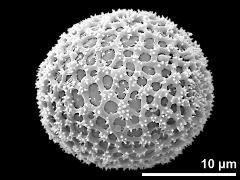 hydrated pollen grain