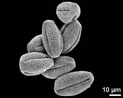 dry pollen grains