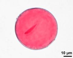 pollen grain with generative cell and vegetative nucleus