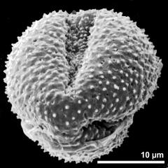 polar view of dry pollen grain