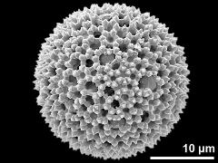 hydrated pollen grain