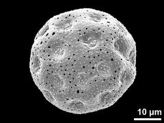 dry pollen grain