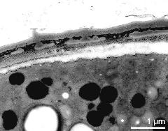 pollen wall with discontinuous foot layer