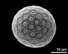 hydrated pollen grain