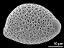 hydrated pollen grain