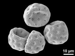 dry pollen grains