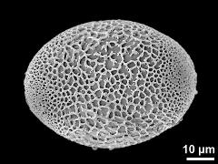 polar proximal view