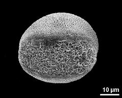 hydrated pollen grain