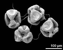 dry tetrads