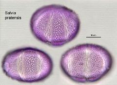 hydrated pollen