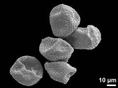 dry pollen