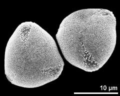 hydrated pollen grains