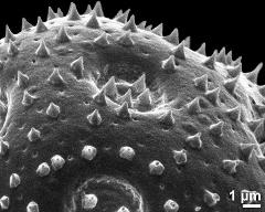 exine surface of dry pollen grain