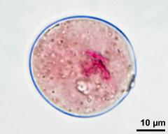 pollen grain with two sperm cells