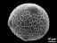 hydrated pollen grain