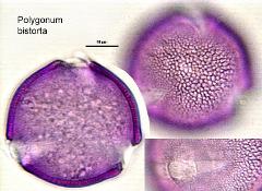 hydrated Pollen