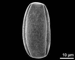 dry pollen grains in equatorial view