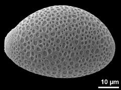 hydrated pollen,diporate