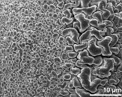 exine surface (equatorial area)