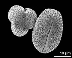 dry pollen grains