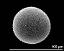 hydrated pollen grain