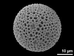 hydrated pollen