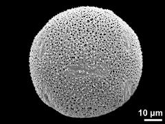 hydrated pollen grain