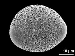 hydrated pollen grain