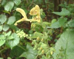 inflorescence(s)