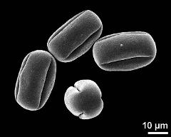 dry pollen grains