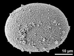 hydrated pollen grain