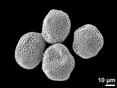 dry pollen grains