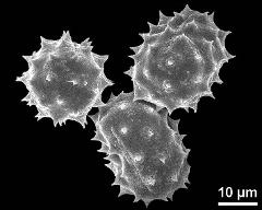 dry pollen grains