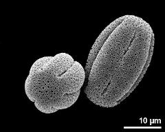 dry pollen grains