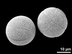 hydrated pollen grains (long-styled morph)