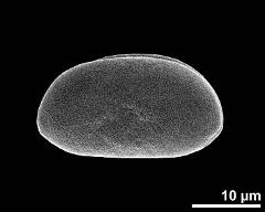 dry pollen grain in equatorial view