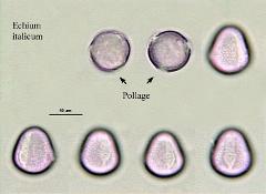 hydrated pollen